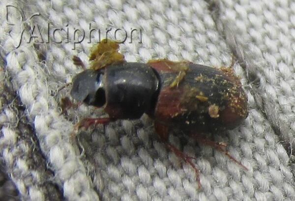 Eudolus quadriguttatus