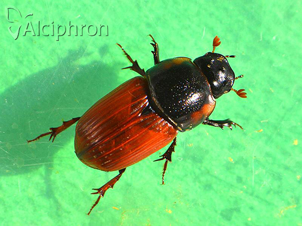 Coprimorphus scrutator