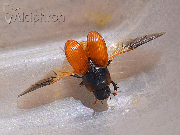Coprimorphus scrutator