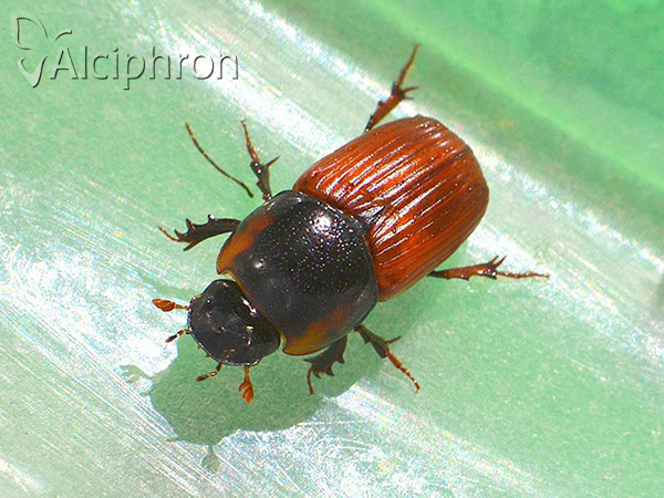 Coprimorphus scrutator