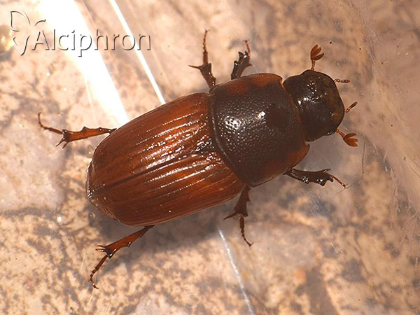 Coprimorphus scrutator