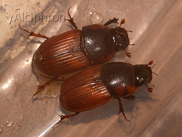 Coprimorphus scrutator