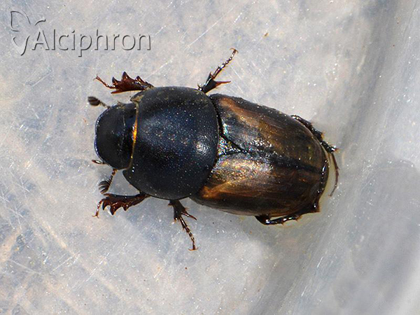 Colobopterus erraticus