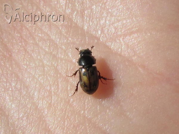Chilothorax distinctus