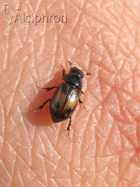 Chilothorax distinctus