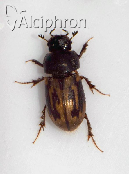Chilothorax distinctus