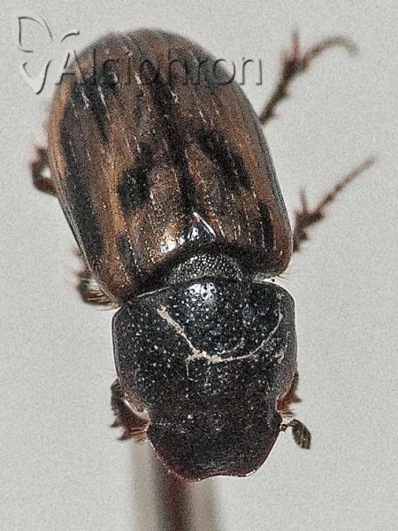Chilothorax distinctus