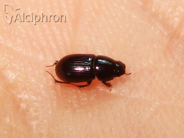 Calamosternus granarius
