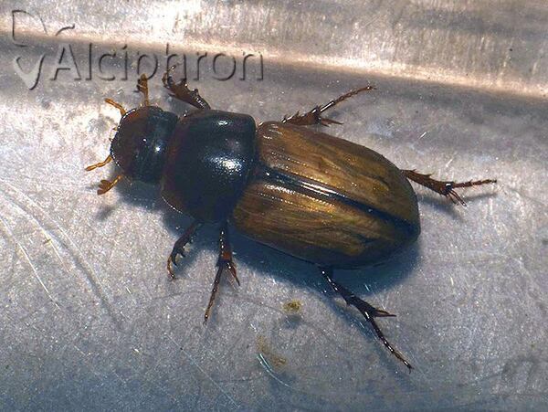 Bodilus lugens