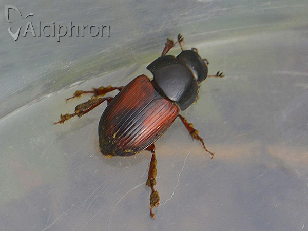 Biralus satellitius