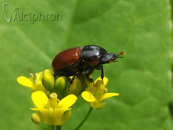 Aphodius fimetarius