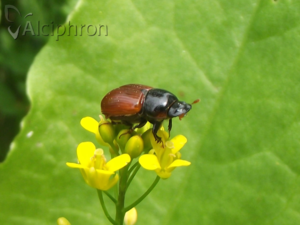 Aphodius fimetarius
