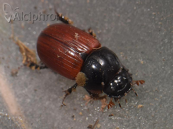 Aphodius fimetarius