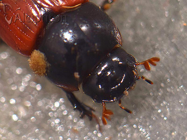 Aphodius fimetarius