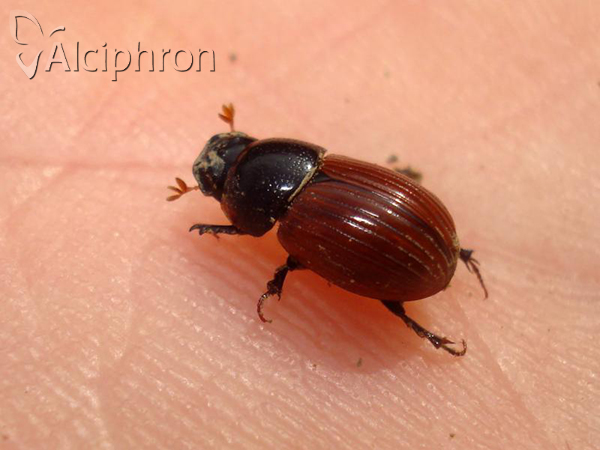 Aphodius fimetarius