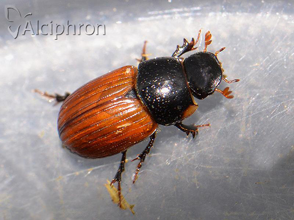 Aphodius fimetarius