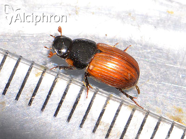 Aphodius fimetarius