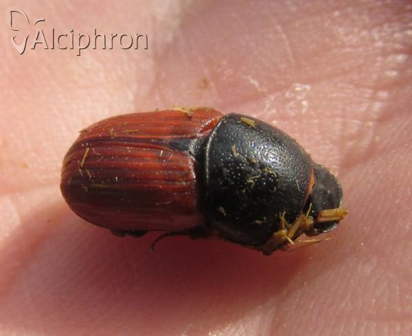 Aphodius foetens
