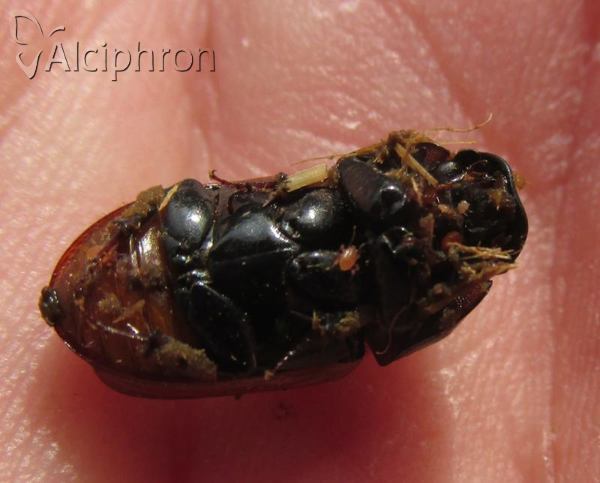 Aphodius foetens
