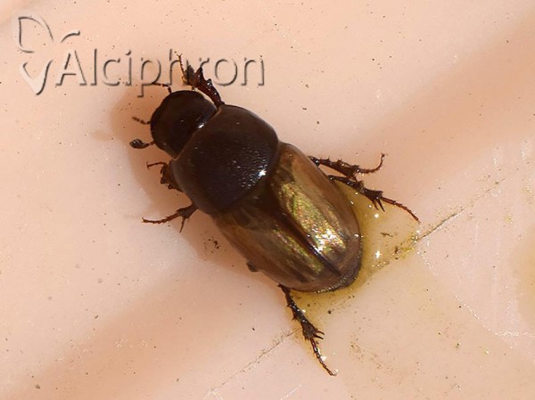 Aphodius foetidus