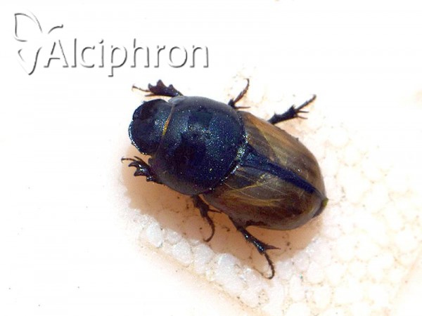 Aphodius foetidus