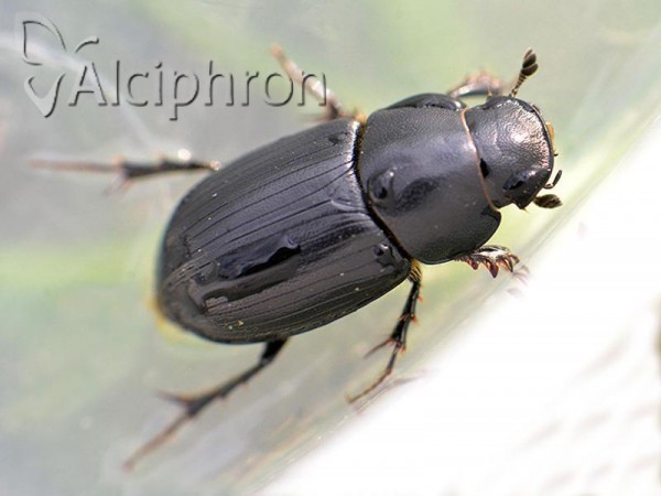 Agrilinus ater