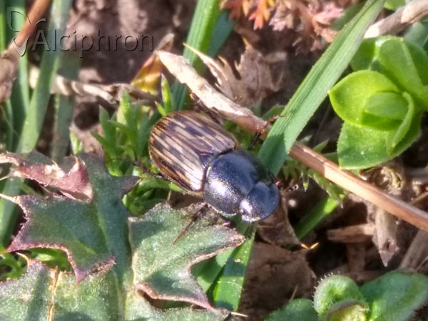 Acrossus luridus