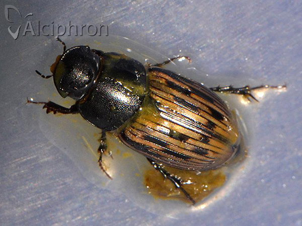Acrossus luridus