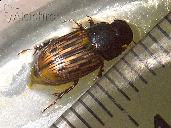 Acrossus luridus