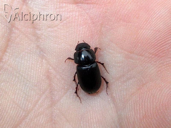 Acrossus rufipes