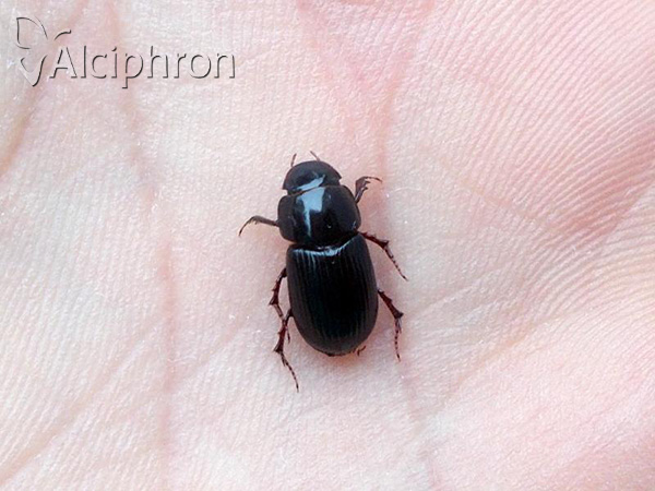 Acrossus rufipes