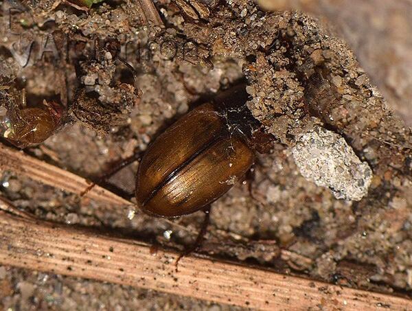 Acanthobodilus immundus