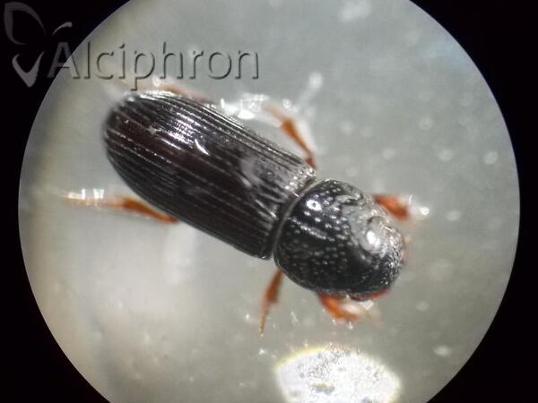 Pleurophorus caesus
