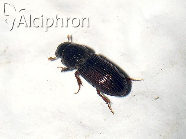 Pleurophorus caesus