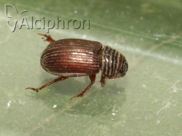 Psammodius asper