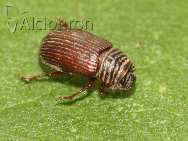 Psammodius asper