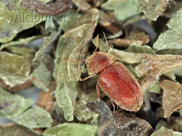 Lasioderma serricorne