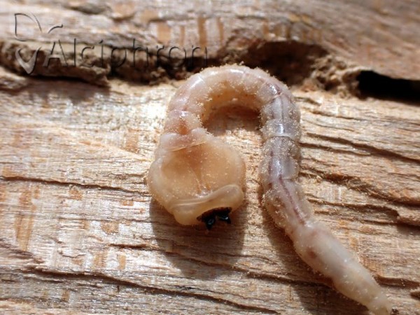 Dicerca alni