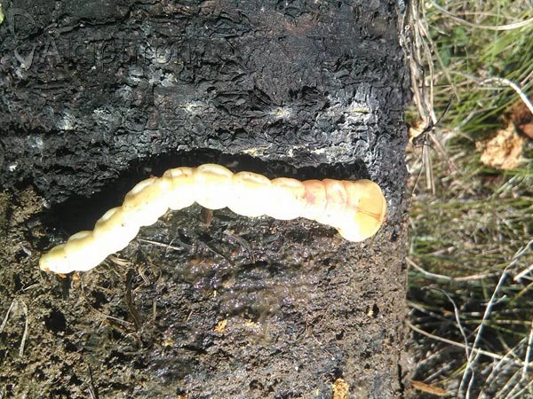 Capnodis tenebrionis
