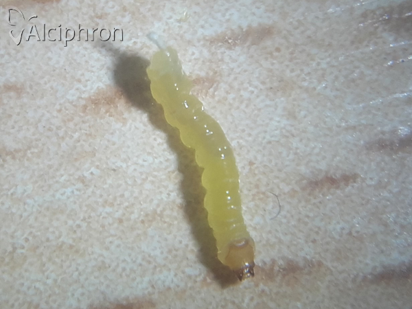 Oberea linearis