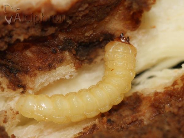 Phytoecia icterica