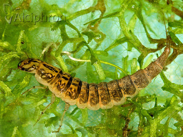 Dytiscus marginalis