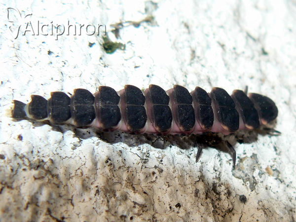 Lampyris noctiluca