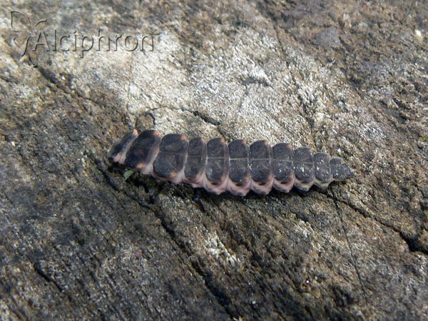 Lampyris noctiluca