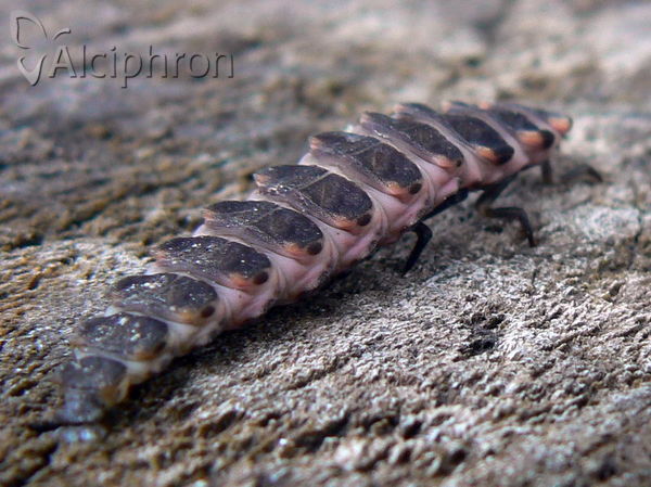 Lampyris noctiluca