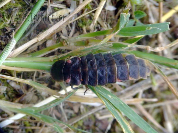 Luciola lusitanica