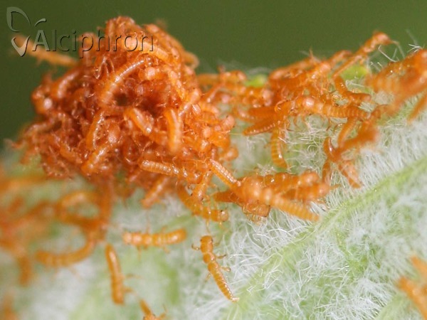 Meloe proscarabaeus