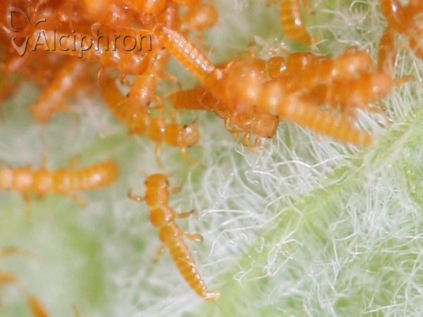 Meloe proscarabaeus