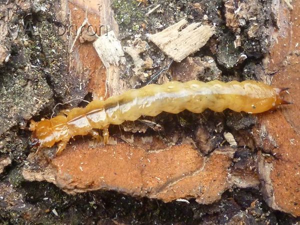 Pyrochroa coccinea