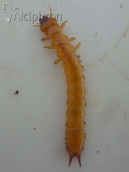 Pyrochroa coccinea